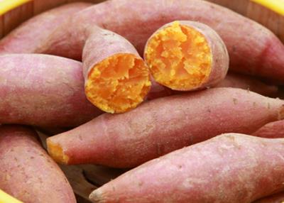 20种狗狗能吃的食物超全合集