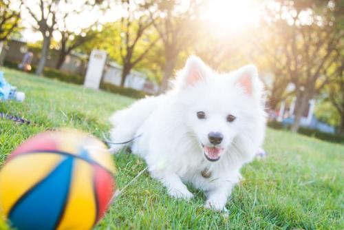 哪种小型犬好养又听话的呢（附：最适合家养的皮实小型犬）