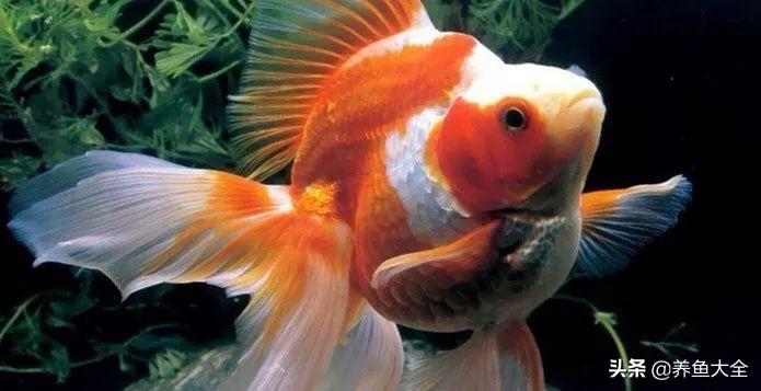 适合新手养的金鱼品种推荐(好养的金鱼品种有哪些)
