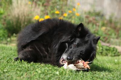 狗狗可以吃花生吗(你知道狗狗不能吃哪些食物吗)