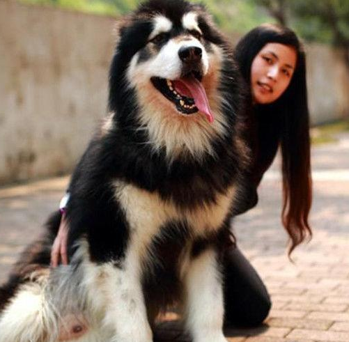 训练阿拉斯加犬详细教程(怎么训练阿拉斯加犬)