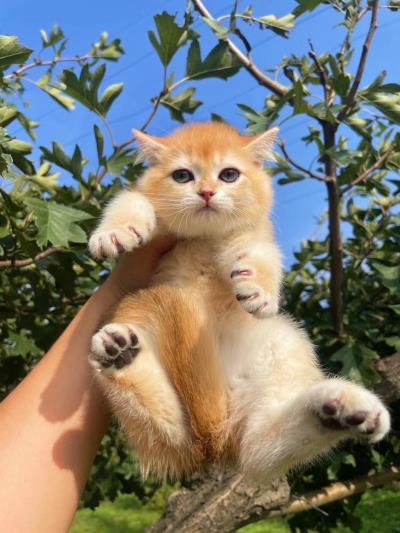 人吃的鱼油猫咪可以吃吗（猫咪可以吃人类的食物吗）