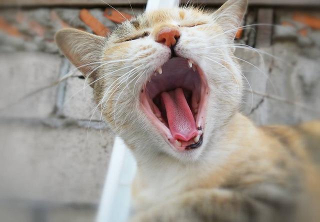 家里来猫预示什么风水(家里来猫预示什么意思)