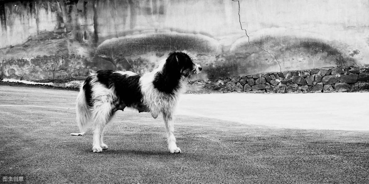 拉布拉多丢了千万别去找(拉布拉多丢了有效找回技巧)