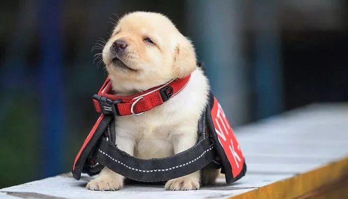 训练狗狗技巧和方法(幼犬认主训练需要四个月的时间)