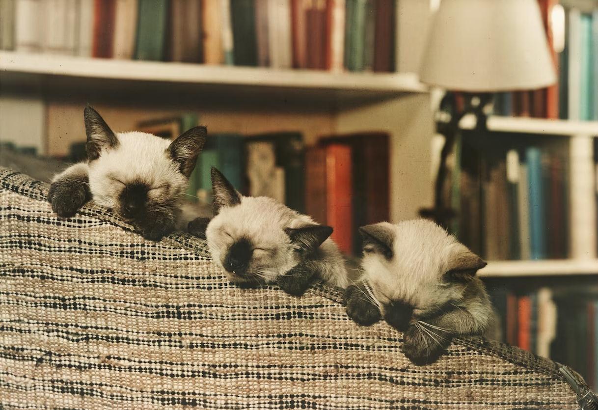 公猫太胖了怎么办（ 分享猫咪减肥知识大全）