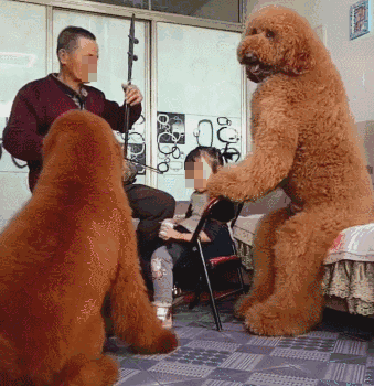 分享饲养巨型贵宾犬的好处（巨型贵宾犬好养吗）