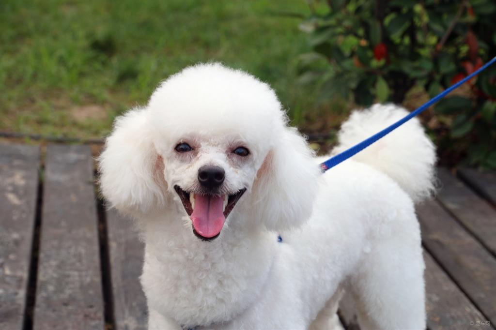 了解贵宾犬价格一览表