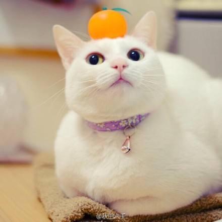 猫怕什么气味一闻就跑(猫闻什么味道就跑)