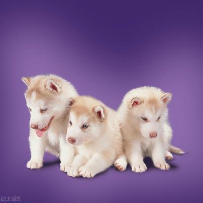 狗狗可以吃菠萝蜜吗（狗狗吃菠萝蜜的好处）