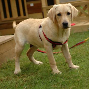 宠物犬排名及图片大全（宠物犬种类大全及名称）