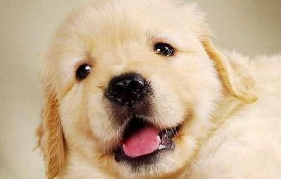 金毛都有哪些品种哪种更好(附：金毛分为英系和美系两个品种)
