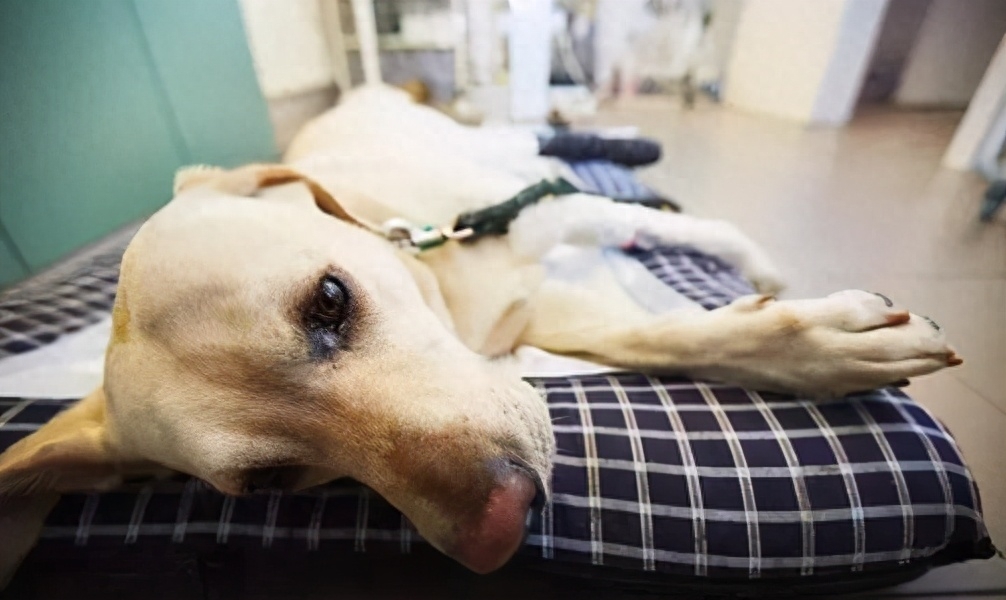 狗狗身体一阵一阵哆嗦咋回事（附：狗狗发抖有重要事情告诉你）