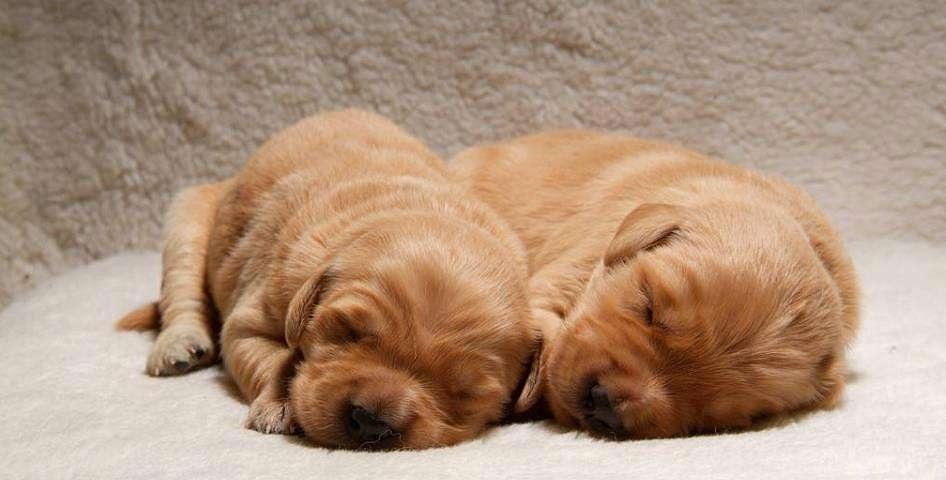 金毛难养吗（详解：金毛最受欢迎的5个理由）