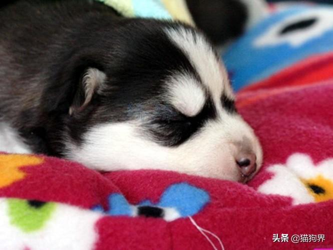 幼犬狗狗如何喂养（详解：幼犬喂养的正确步骤）