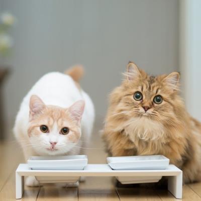 猫吃了食物呕吐是怎么回事（猫吃猫粮吐了怎么回事）