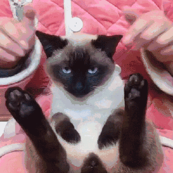 美短串狸花猫千万不能养（ 纯种灰色狸花猫美活泼程度）