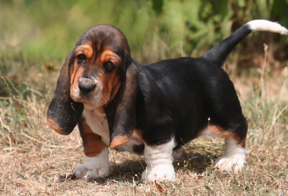 不养巴吉度犬的6大理由（详解：巴吉度犬为什么被禁养）