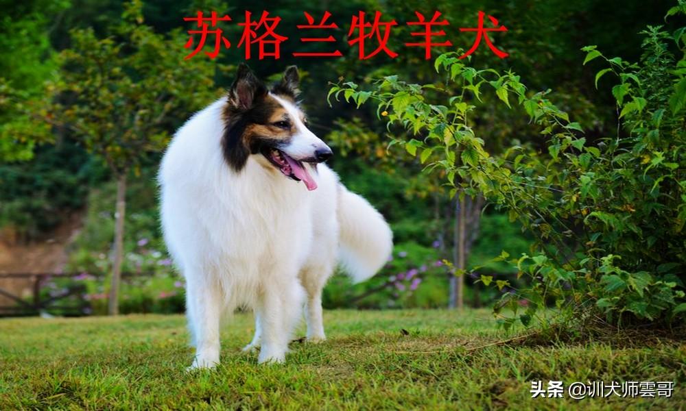 世界十大牧羊犬排名（牧羊犬哪个品种好）