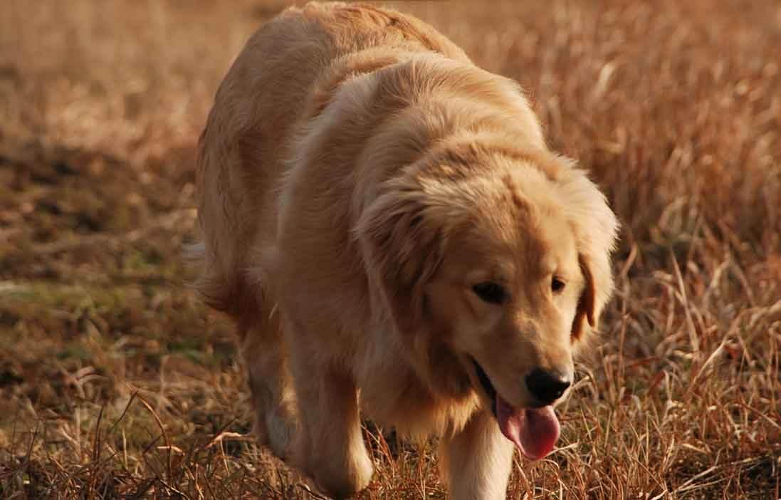 宠物狗的品种有哪几种（10种家养宠物犬排行名单）