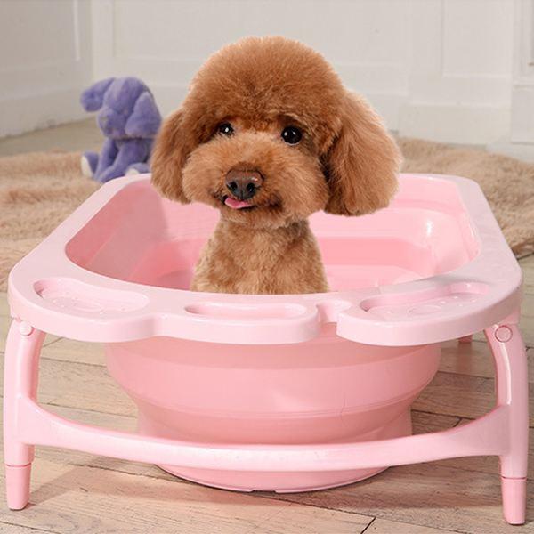 建议养好泰迪的6大攻略（泰迪狗怎么喂养方法）