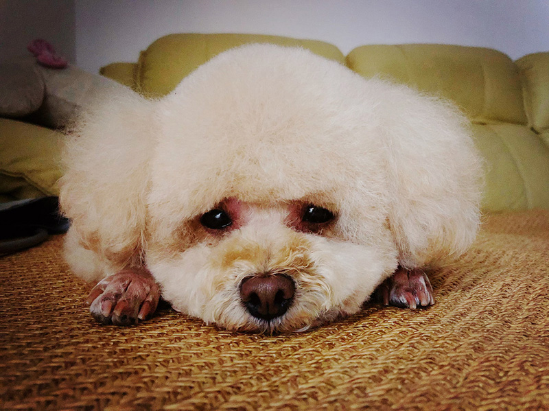 长期与狗狗说话它能听懂人话（附：狗狗的聪明等于人的几岁）