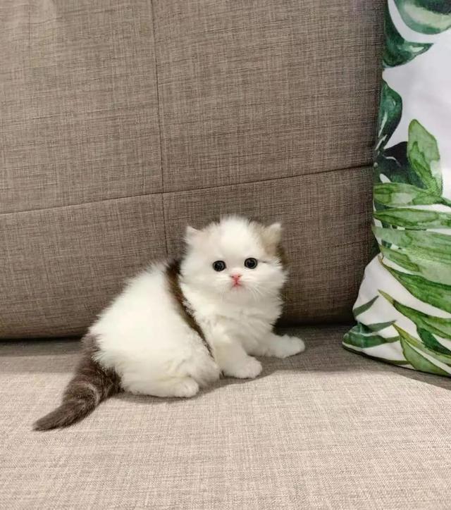 纯白高地猫好养吗(纯白高地猫优缺点)