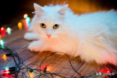 猫怀孕几个月生小猫