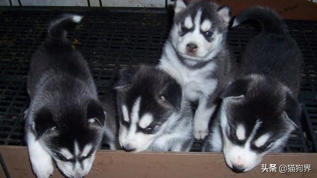 哈士奇幼犬怎么喂养（详解：哈士奇正确饲养方法）