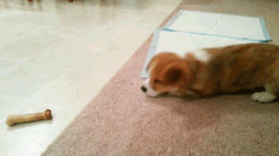 漂亮的狗狗有哪些品种（九大漂亮的狗狗排名）