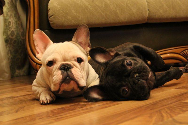 教你养法牛幼犬的正确方法(法国斗牛犬如何饲养)