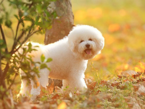 宠物犬排名及图片大全（宠物犬种类大全及名称）