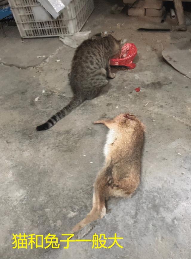 家猫会吃兔子吗(家养猫会吃兔子吗)