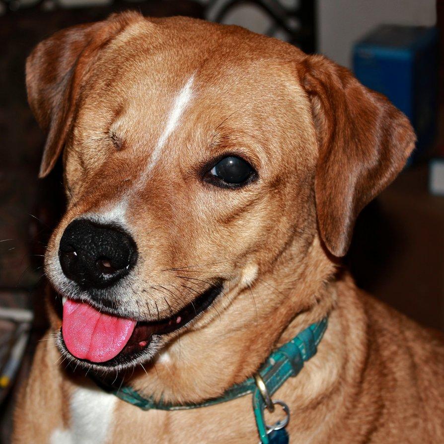 狗狗的眼睛发炎会自愈吗（附：狗狗眼睛发炎最佳处理办法）