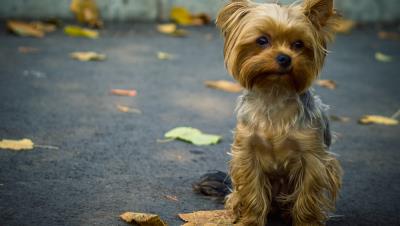 狗狗可以吃蛋黄吗(为什么要给狗狗吃蛋黄)