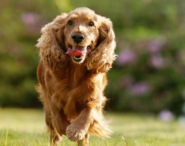 英国可卡犬怎么养才好（附：可卡犬科学饲养步骤）