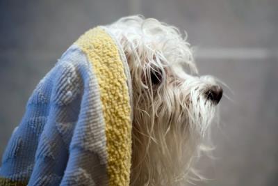 狗能用人的沐浴露吗（别再给狗狗用人的沐浴露了）