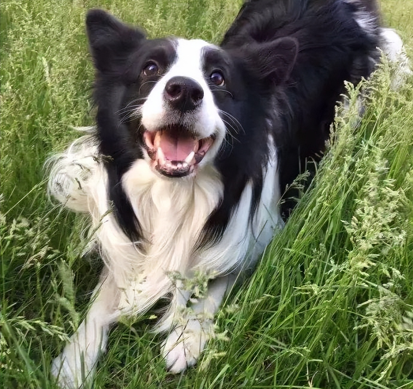 适合女生养的巨型犬（比较好养的巨型犬推荐）
