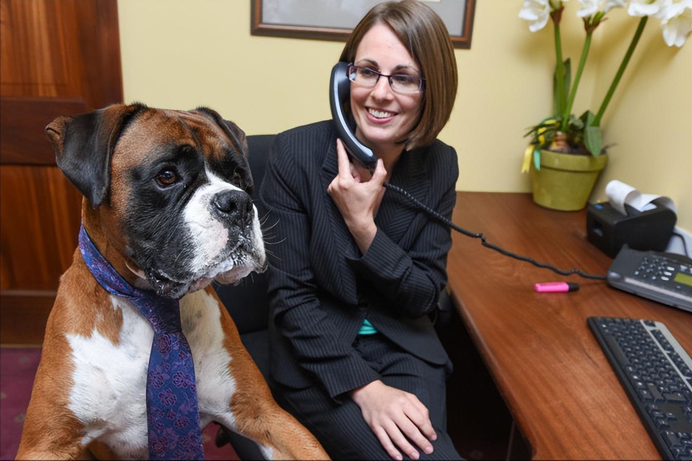 为何养“拳师犬”的人越来越多（附：拳师犬图）