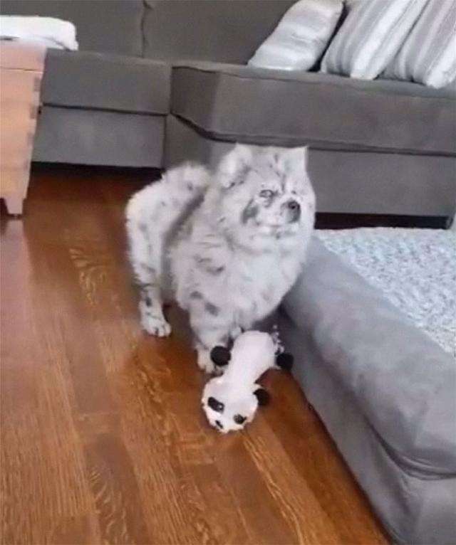 毛色稀有的帅气松狮犬，侧脸看是霸气小狮子，实际上超可爱