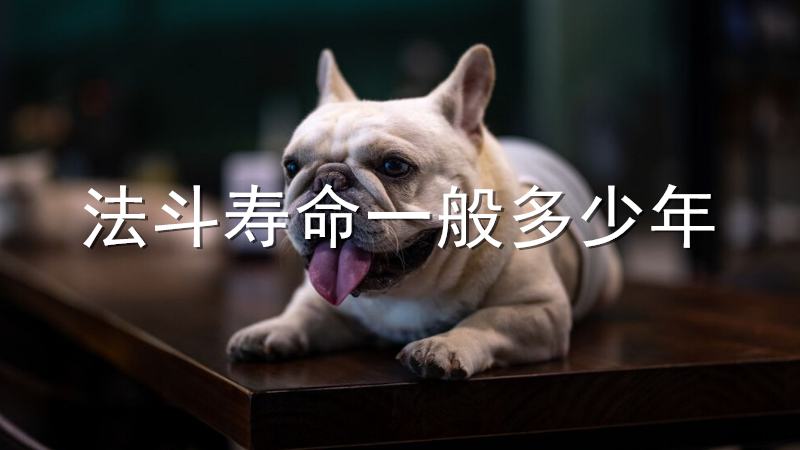 法斗很怕冷吗（附：法斗寿命一般多少年）