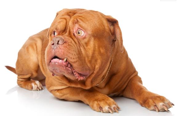 最适合家养的大型猛犬介绍（详解：大型犬哪种好养）