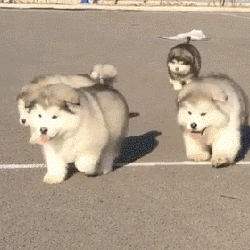 分享五个饲养阿拉斯加犬的理由（阿拉斯加犬好养吗）