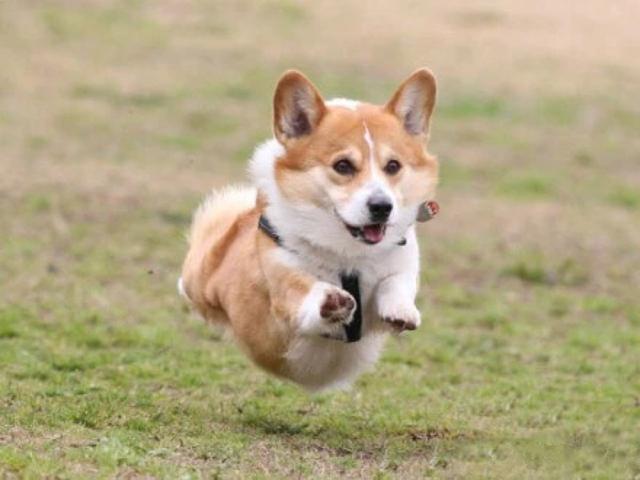 教你挑选纯种柯基犬的六个方法（纯种柯基犬有哪些特征）