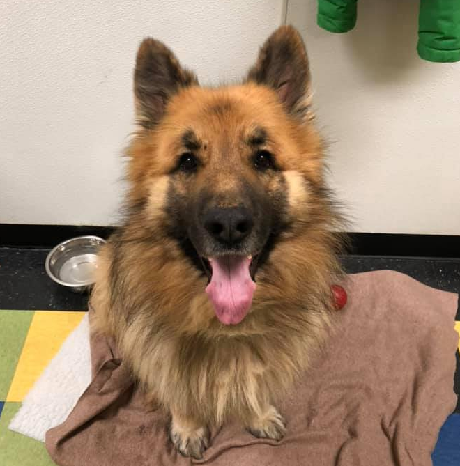 5岁国王牧羊犬逃家玩失踪 八个月后在175英里处被发现