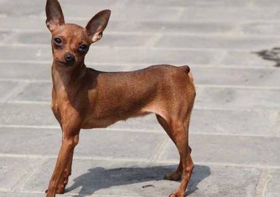 后悔养小鹿犬的人多吗（详解：不敢养小鹿犬的几个原因）