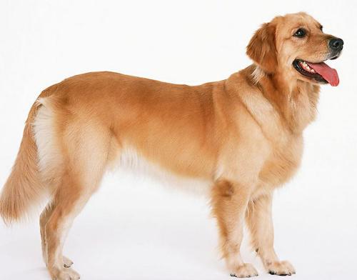 纯种金毛犬多少钱一只（详解：金毛各地价格行情）