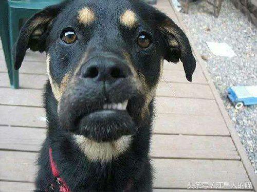 对主人大吼大叫，龇牙咧嘴欲咬人的狗，就应该这么收拾它们！