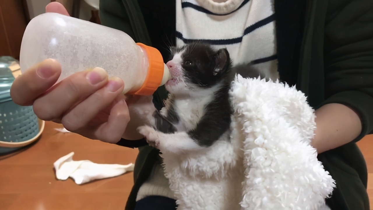 小猫出生几周可以加辅食呢