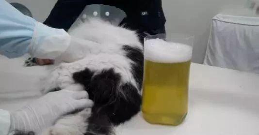 猫腹水有什么最好的办法治疗